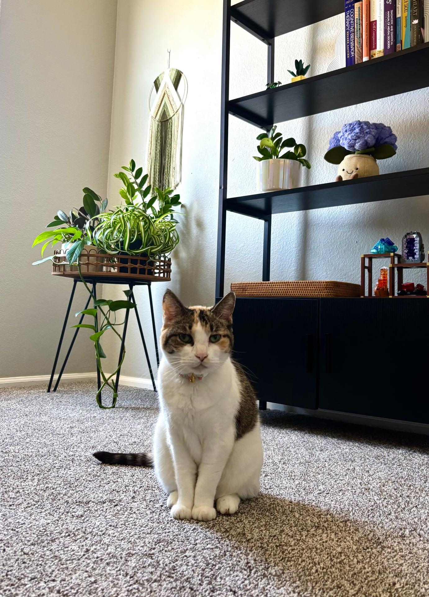 Aubrey's cat, the unofficial co-therapist